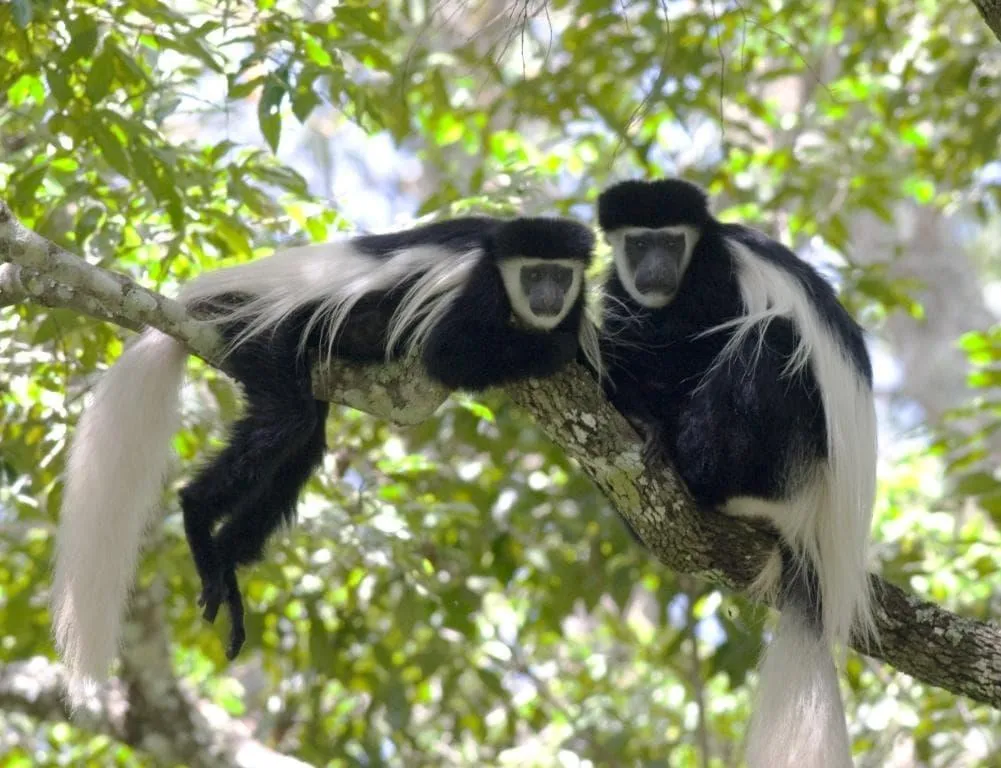 What Wildlife Can You See Near Diani Beach?
