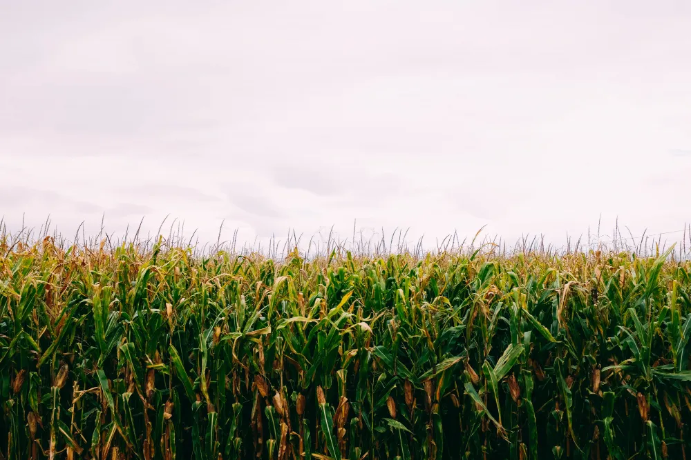 How to Use Corn Fertilizer in Dry and Low Rainfall Farming Areas