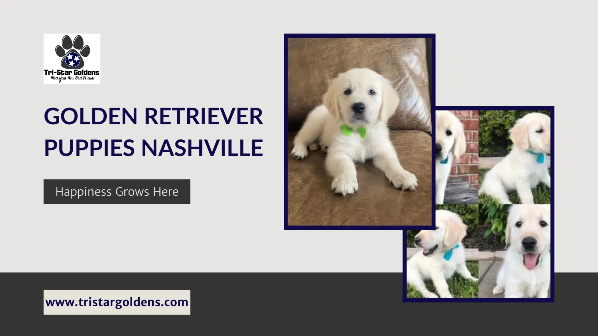 Where Can You Find the Best Golden Retriever Puppies Nashville Families Love?