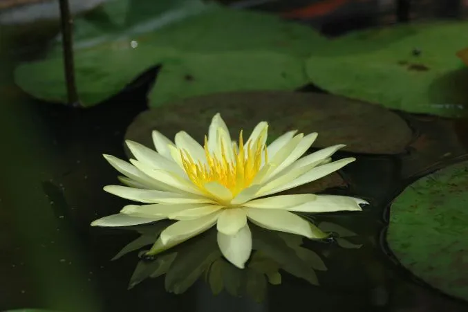 What Is the Birth Flower for July? Meaning, Symbolism & Gift Guide