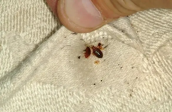 How Bed Bug Heat Treatment Reaches Hidden Infestations?