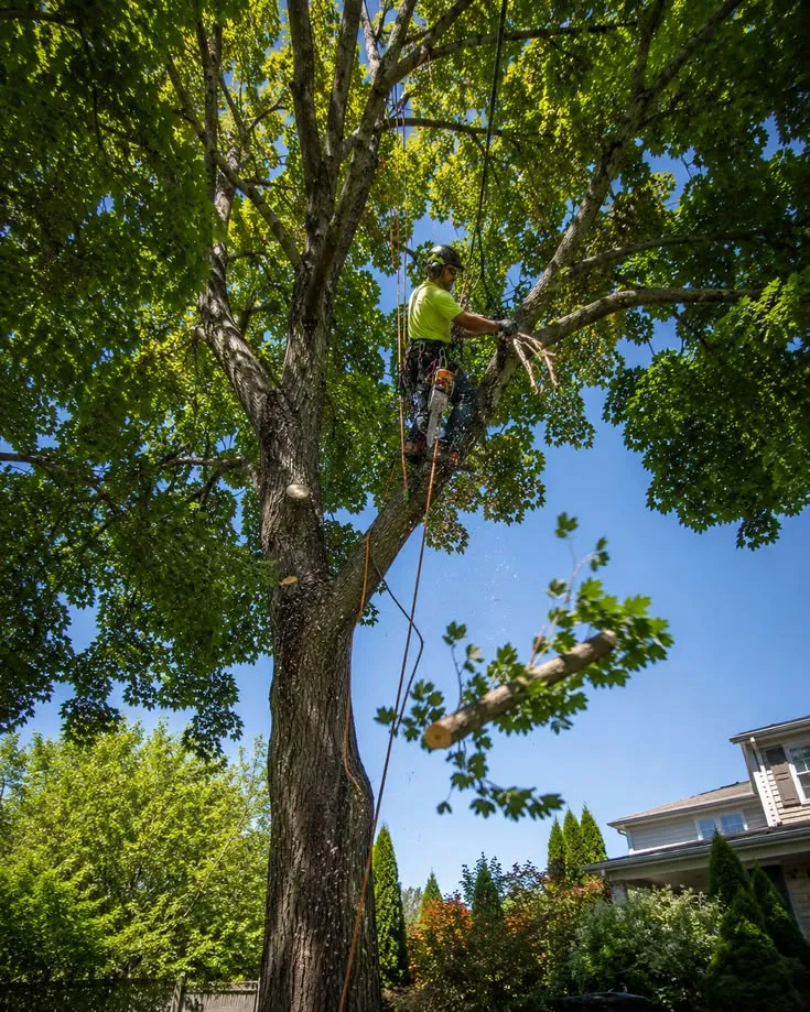 Expert Tree Maintenance for Safe and Beautiful Buffalo Properties