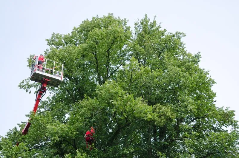 Transform Your Property with Expert Tree Service for Large Properties and an Outdoor Living Contractor