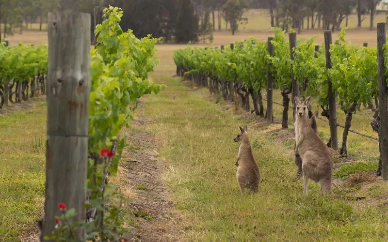 Wild Kangaroos, World Class Wine and Homemade Cheese: What One Yarra Valley Day Actually Looks Like