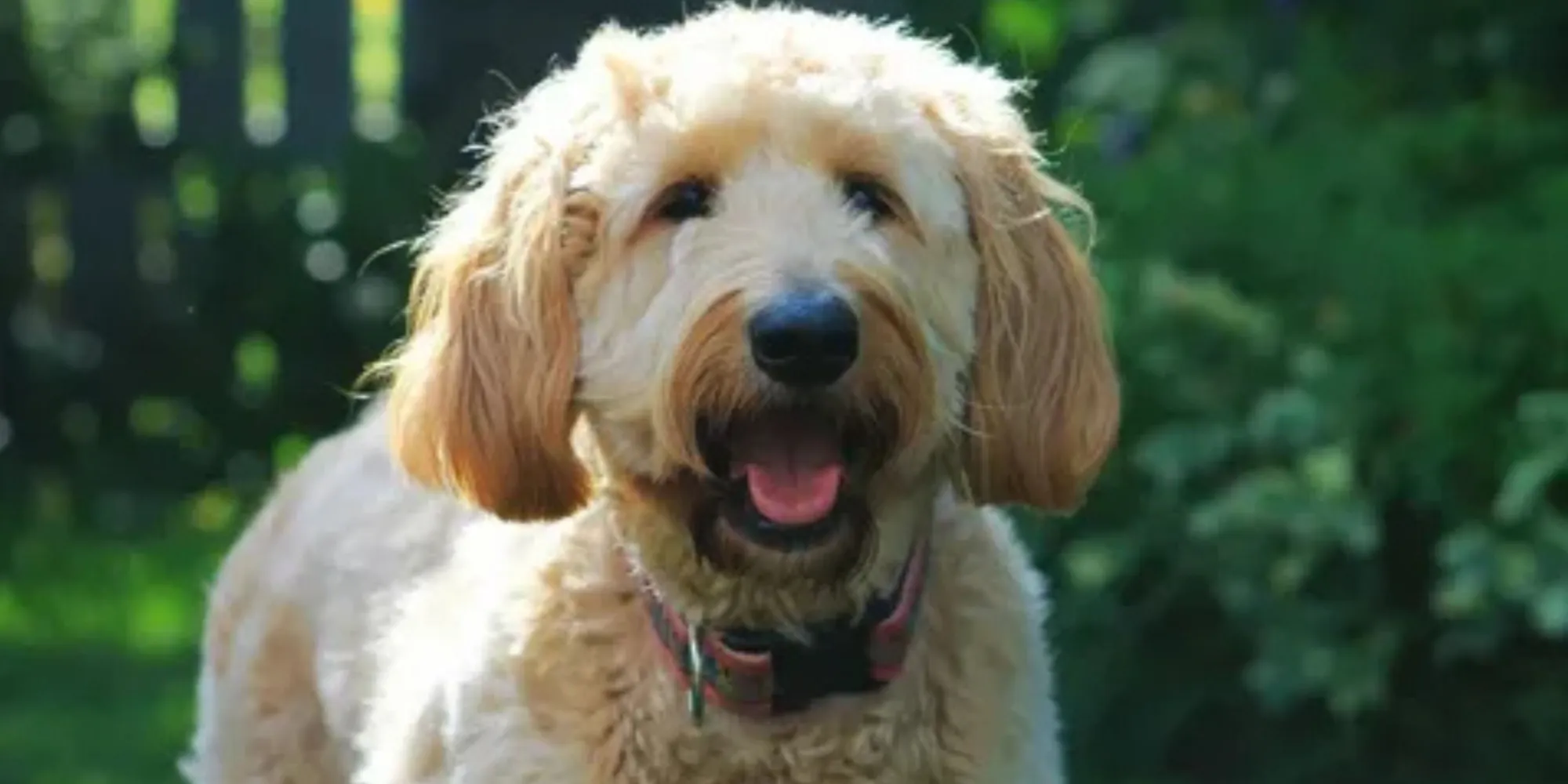 Why Goldendoodle Breeders Focus on Providing Quality Food and Supplements to Puppies