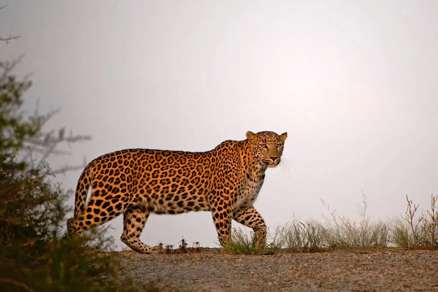 Exploring Jawai: A Complete Travel Guide for Nature and Wildlife Lovers