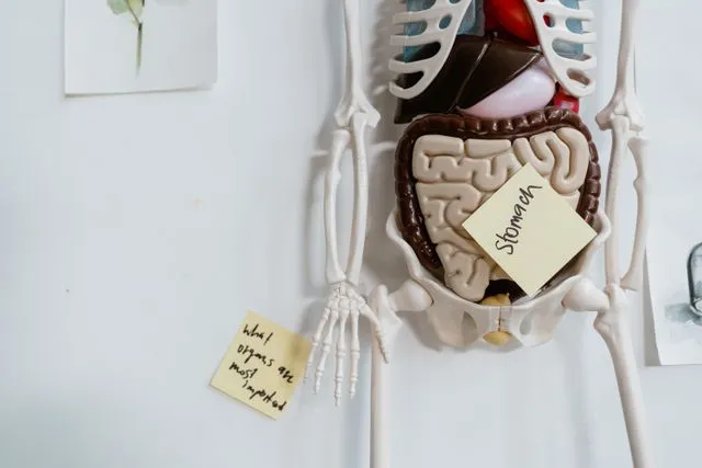 The Next Phase in Digestive Health: Understanding Postbiotics