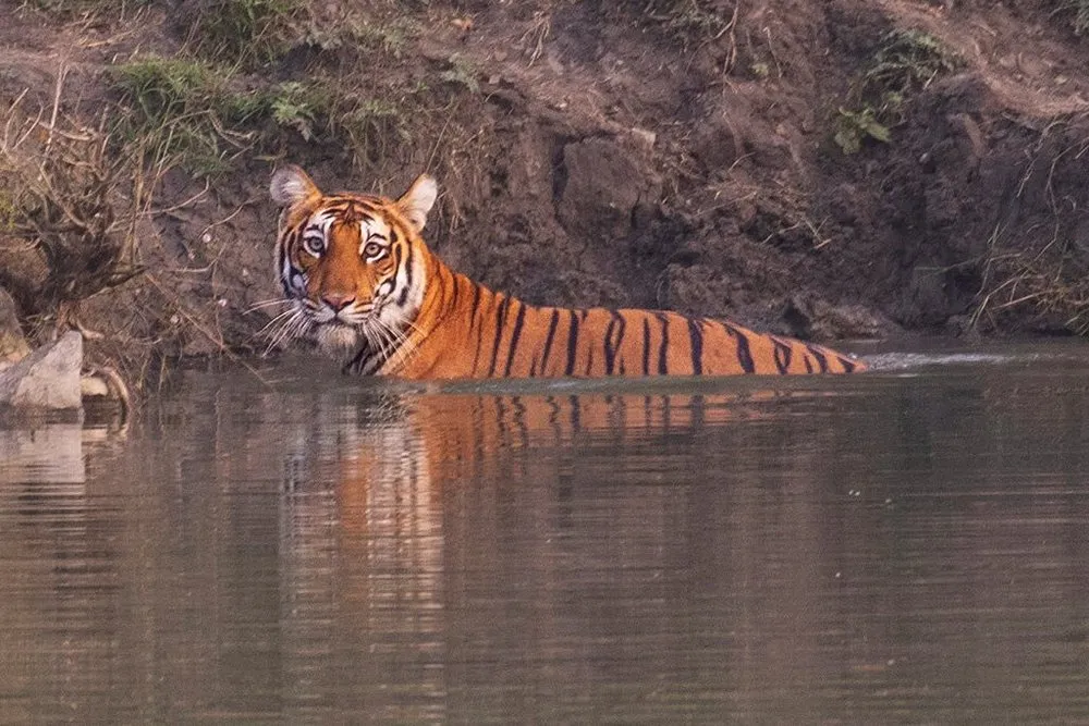 Tiger Safari Trip to India: The Ultimate 2026 Guide for Spotting the Bengal Tiger