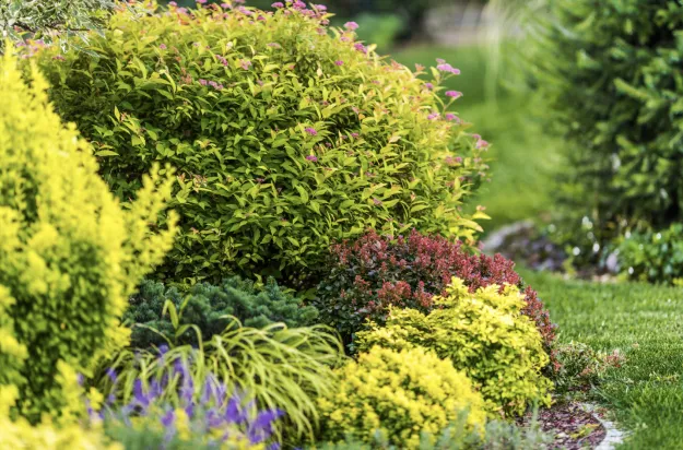 What to Expect From a Shrub Care Services Appointment