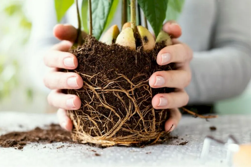 Top 5 Amino Acid Fertilizer Benefits That Improve Yield and Crop Quality