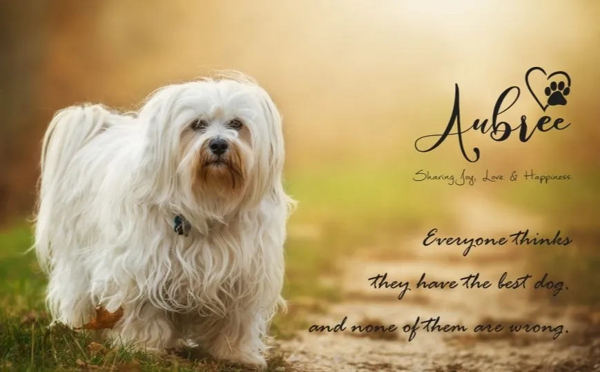 A New Pet Parent's Guide to Choosing the Right Puppy in Bangalore - Aubree.co.in
