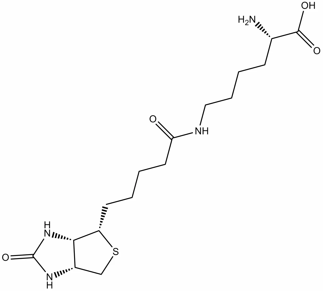 Biocytin