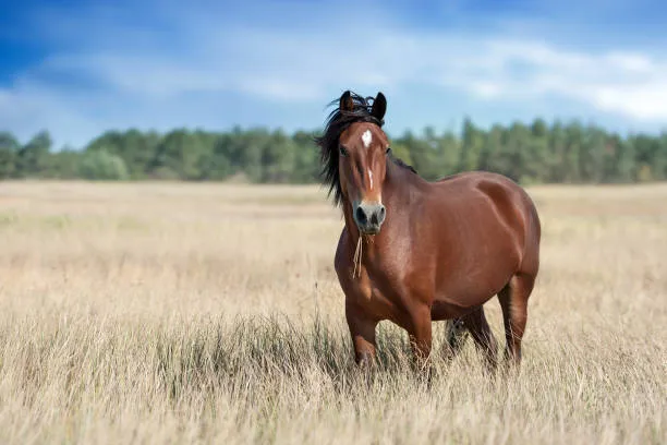 Horses For Sale UK: How to Find the Right Horse for Every Riding Goal