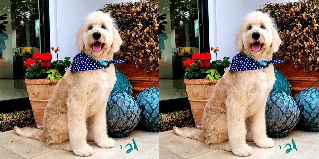 What Former Big Dog Owners Should Know About the Sizes of Goldendoodles