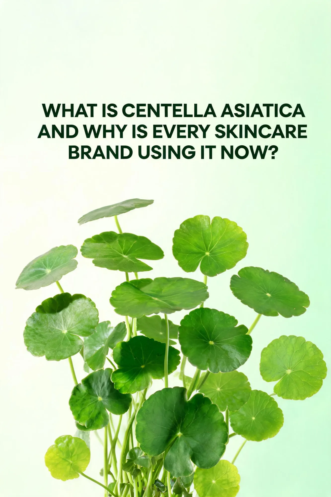 What Is Centella Asiatica and Why Is Every Skincare Brand Using It Now?