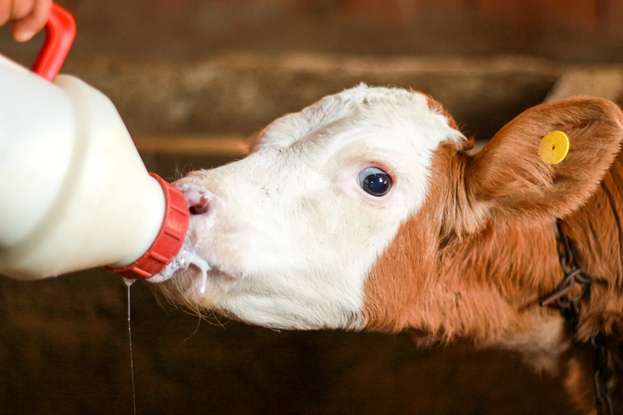 How to Choose the Best Calf Milking Bottle in India