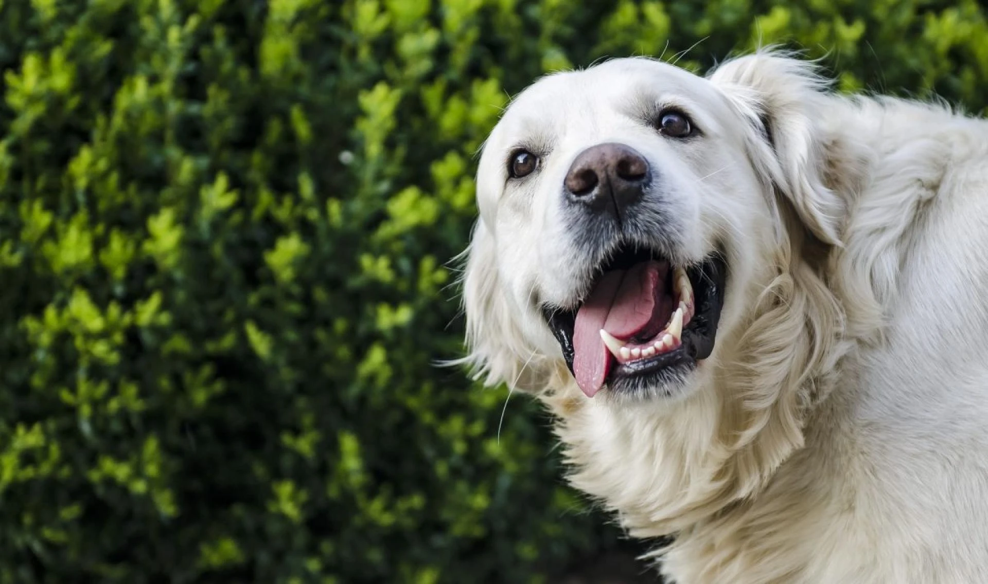 How Dogs Can Help Peoples With Anxiety?