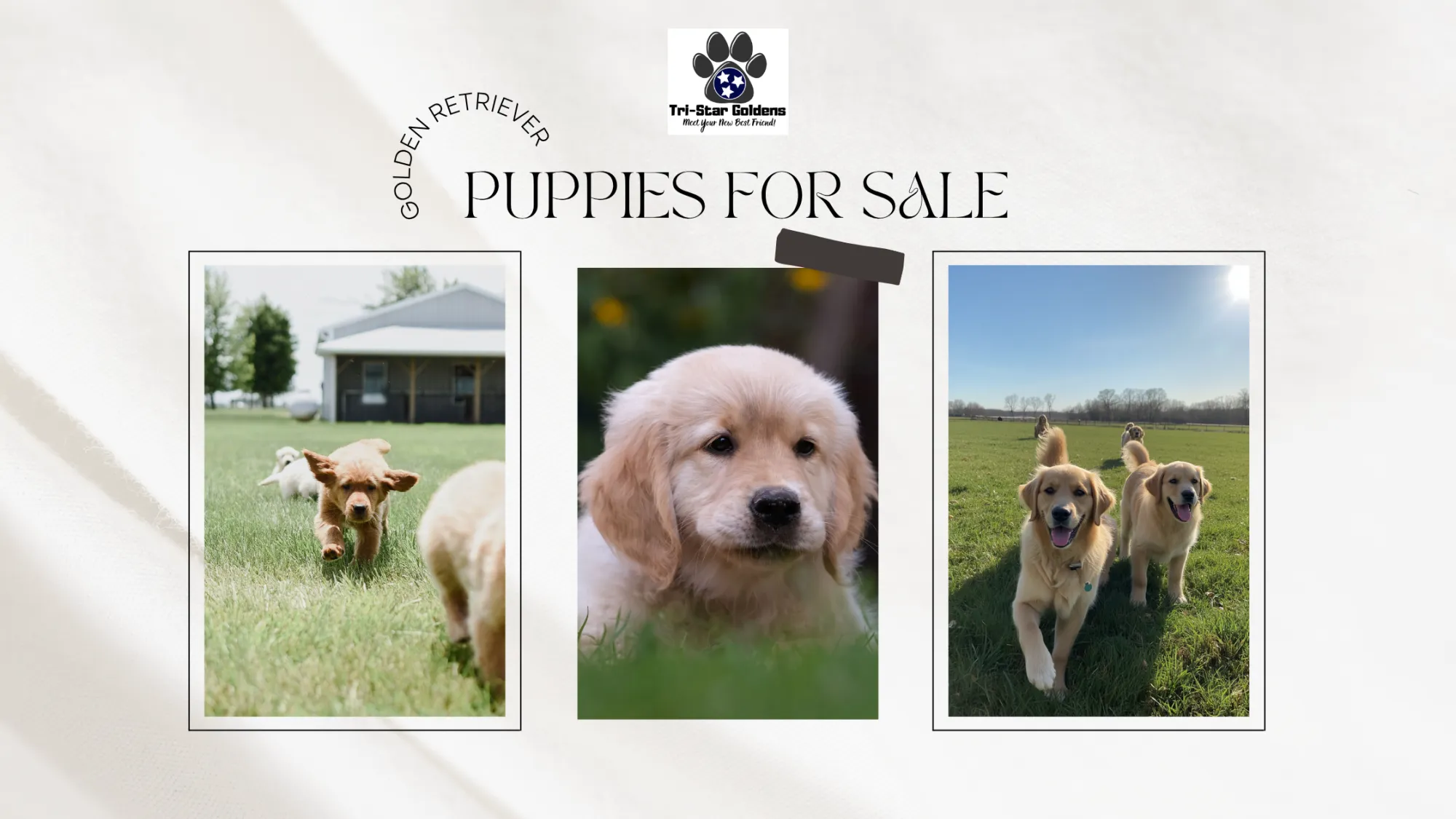 Golden Retriever Puppies for Sale: How to Find the Perfect Family Companion in Tennessee