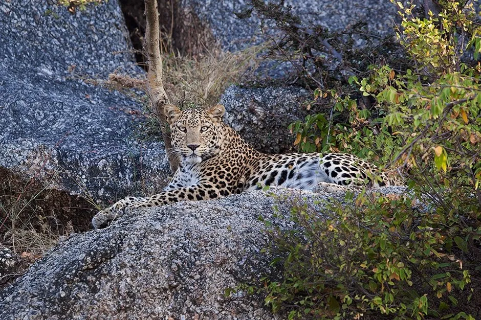 Best Things to Do in Jawai Beyond Leopard Safaris