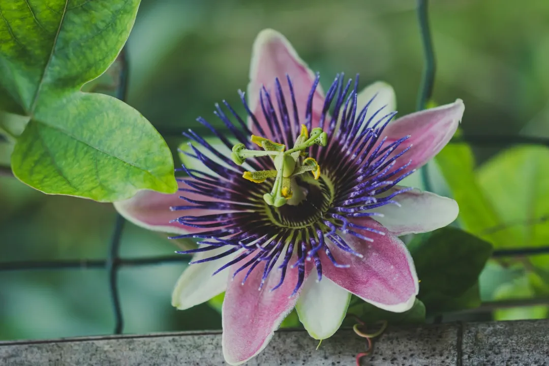 Mexican Flowers Guide: Types, Meanings, Colours & Cultural Significance