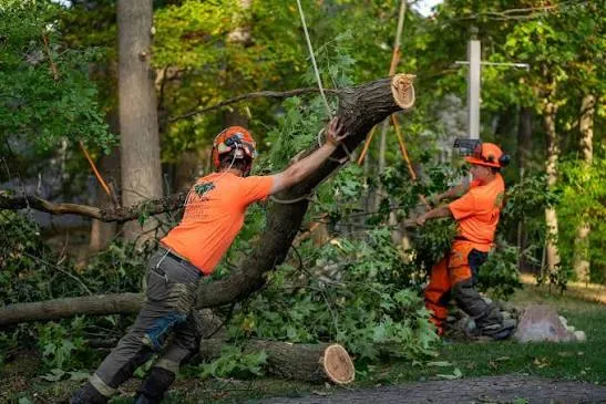 What to Do After a Tree Falls: Fallen Tree Removal Tips