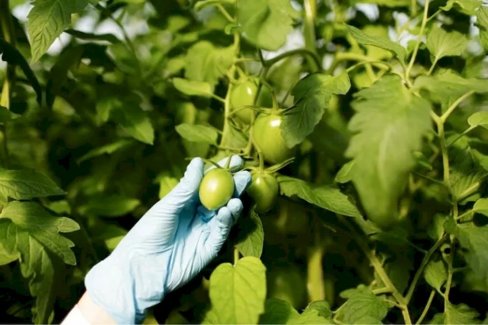 Best Amino Acid Fertilizer: 5 Top Products & 4 Criteria Compared