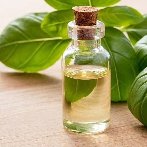 Amazing Benefits of Basil Essential Oil  