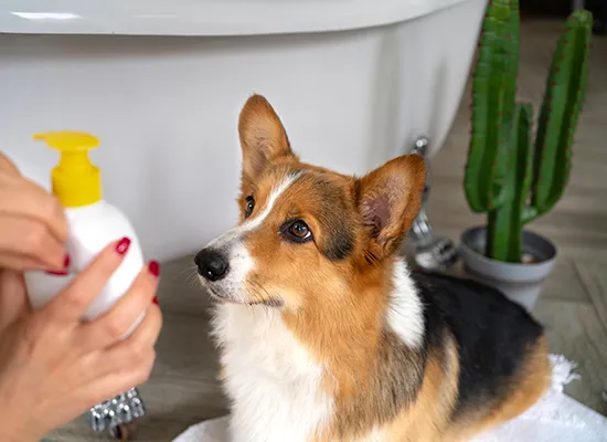 Dachshund Homemade Dog Shampoo: A Step-by-Step Guide