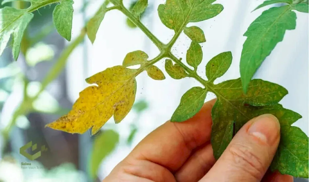Fish Amino Acid Fertilizer Dose: Complete Crop-by-Crop Dosage Guide [2026]