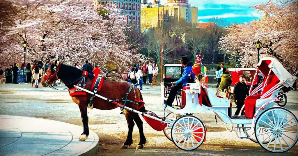 Planning a Proposal? Why Central Park Horse Carriage Rides Are Perfect?