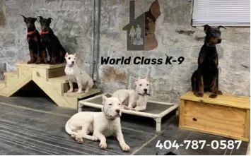 This photo shows a bunch of dogs.