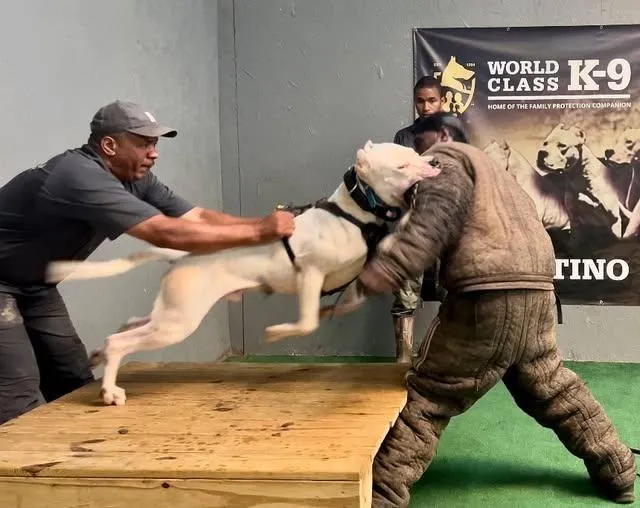 Why Certified Dog Trainers in Georgia Are Essential for Behavior Correction Success