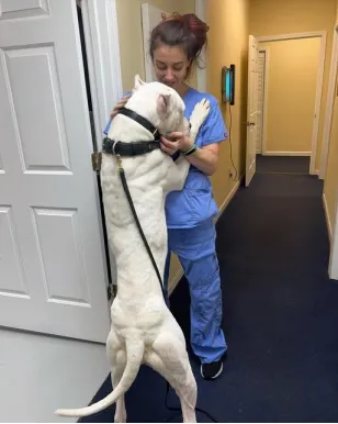 This photo shows a dog with a woman.
