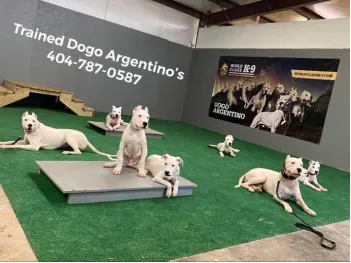 This photo shows a bunch of dogs.