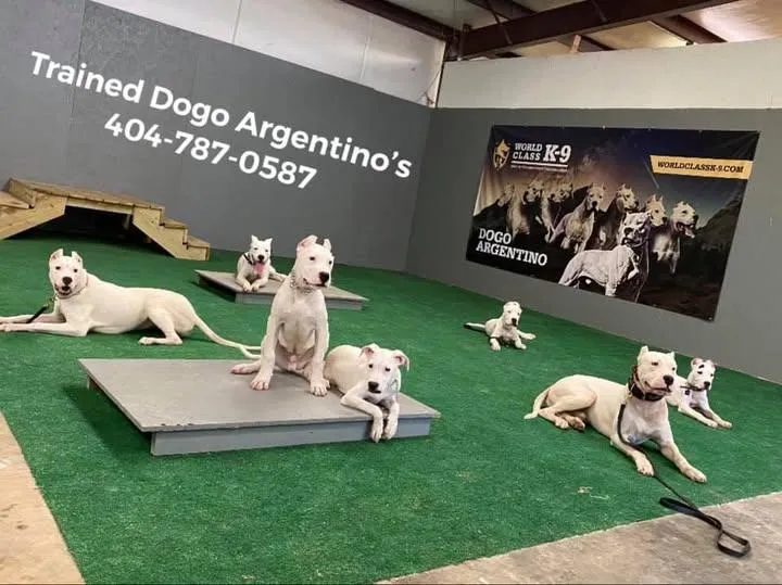 How Structured K9 Training Programs Improve Working and Service Dog Performance