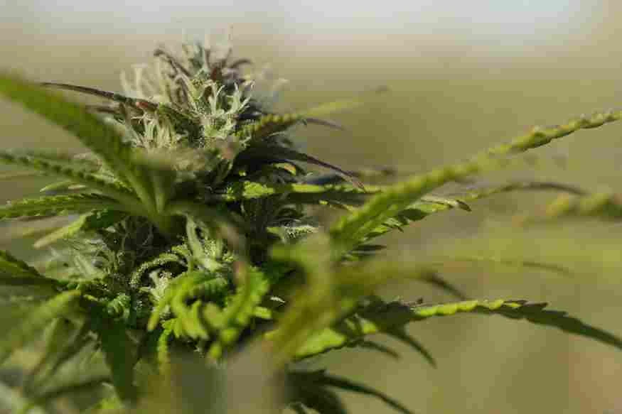 How to Legally Get Free Weed in DC