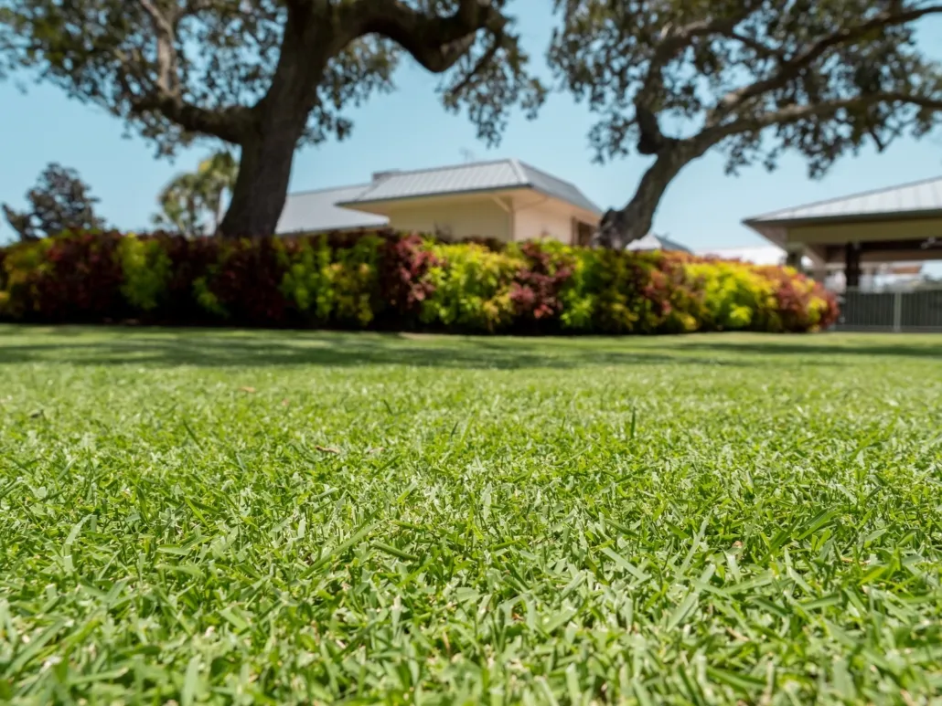 Different Types of Grass Available at Sod Farms