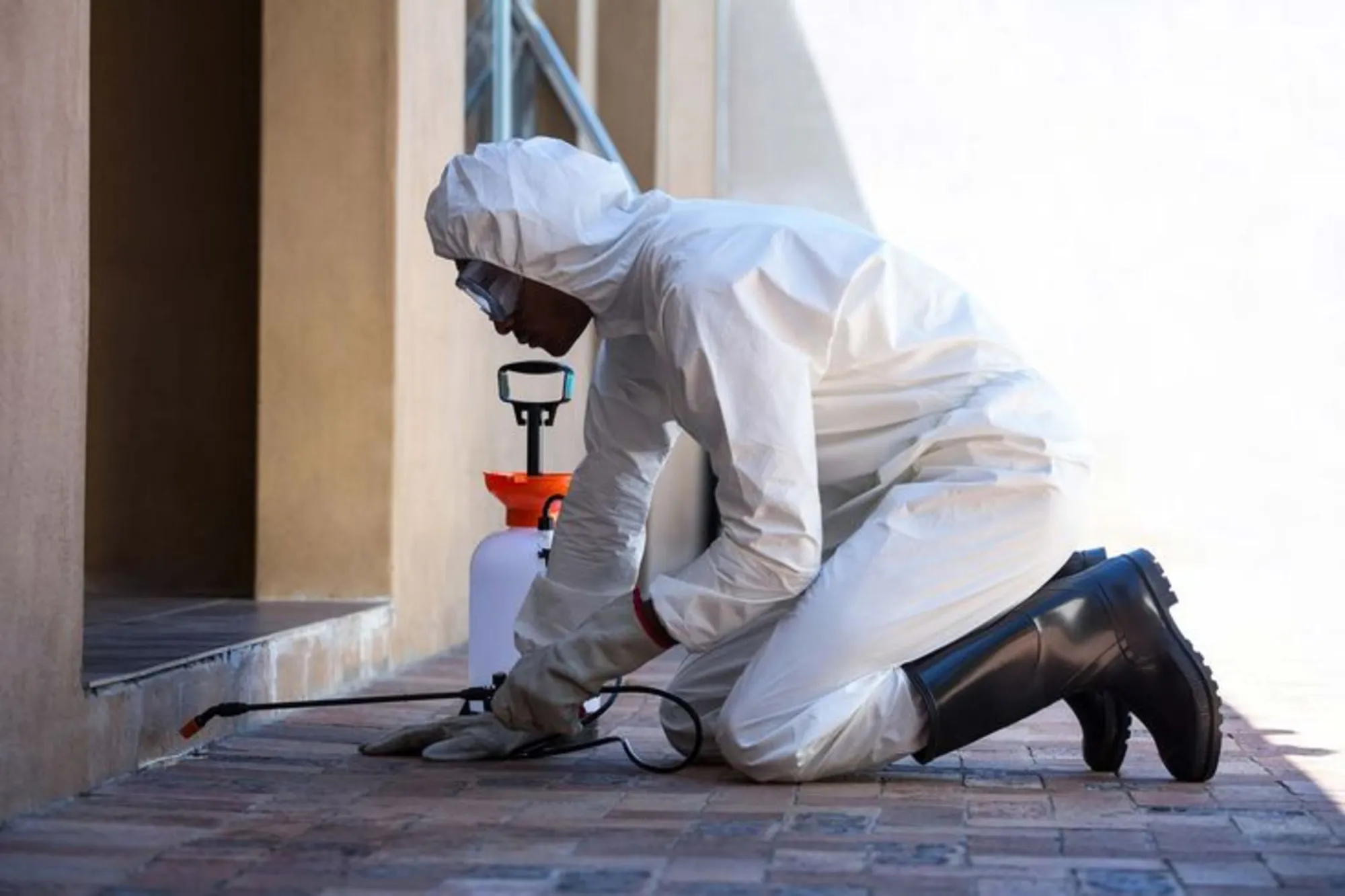 Pest Control Services | Earwigs Fleas & Moths Solved