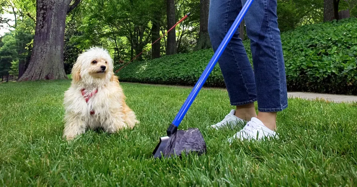 Why is Pet Waste Removal in Sun City West the Secret to a Healthy Yard?