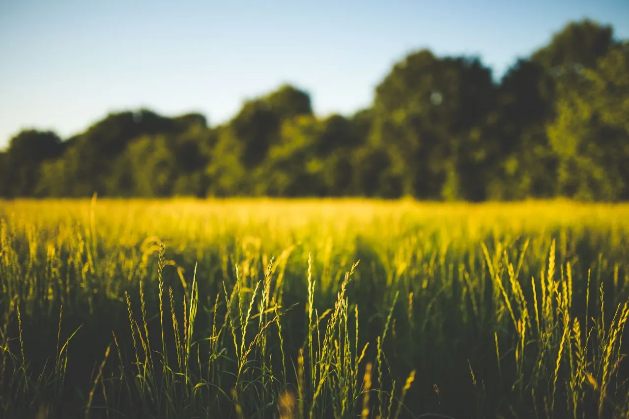 The Artificial Grass Buying Guide Every Homeowner Should Read