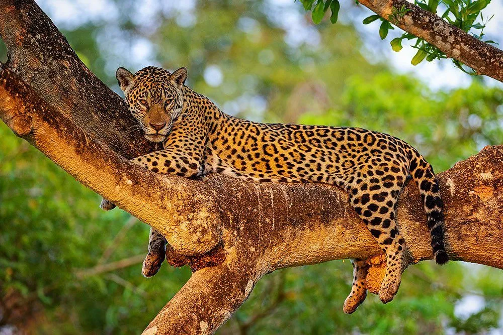 Top Wildlife Experiences in Sri Lanka for Nature Lovers from Australia