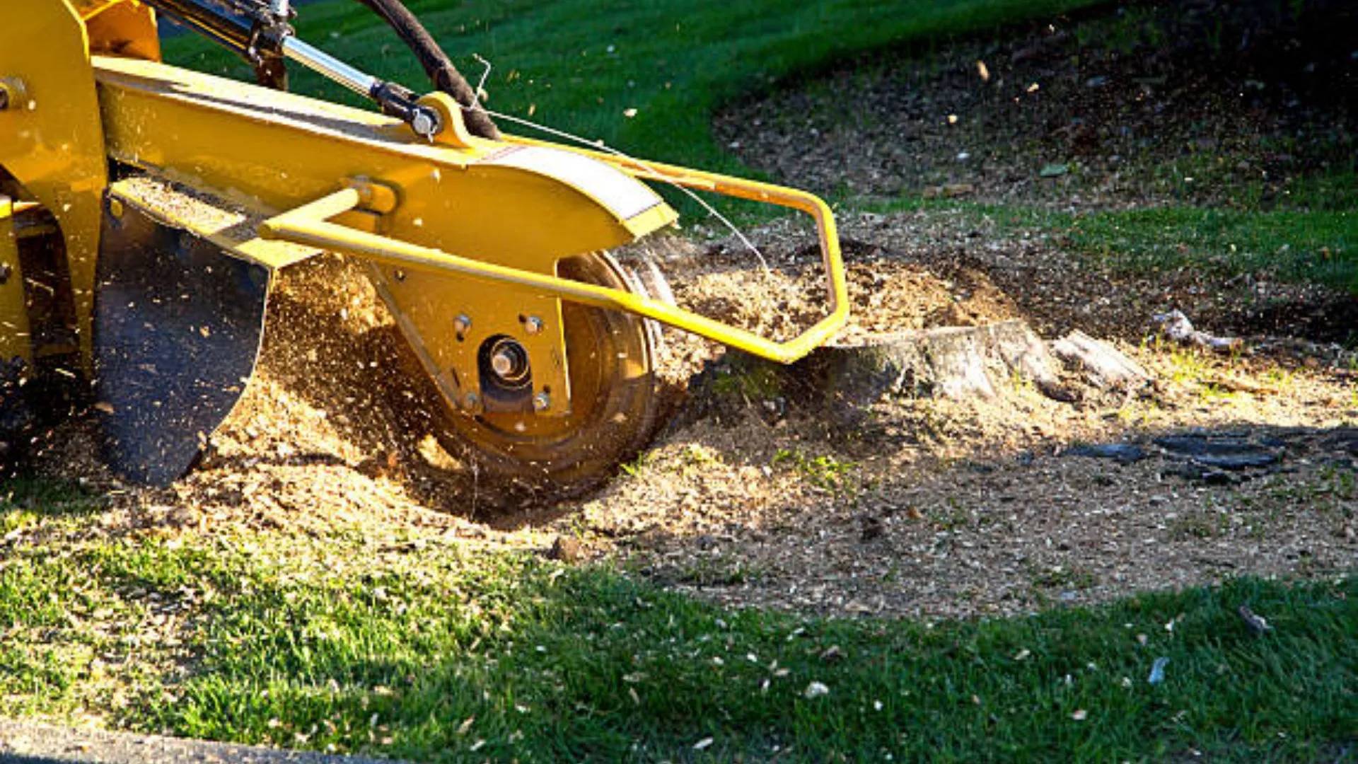 What Happens When You Leave a Tree Stump in Your Yard Too Long? A Guide to Stump Removal in Billings MT