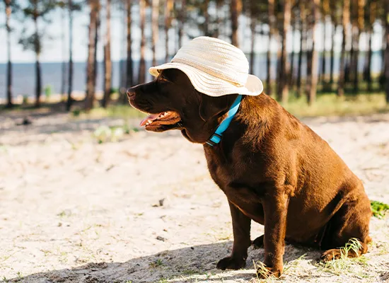 Dachshund Hot Weather Protection: A Step-by-Step Guide