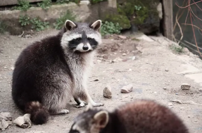 I Called For Raccoon Removal And Ended Up Talking To The Technician About His Job For An Hour