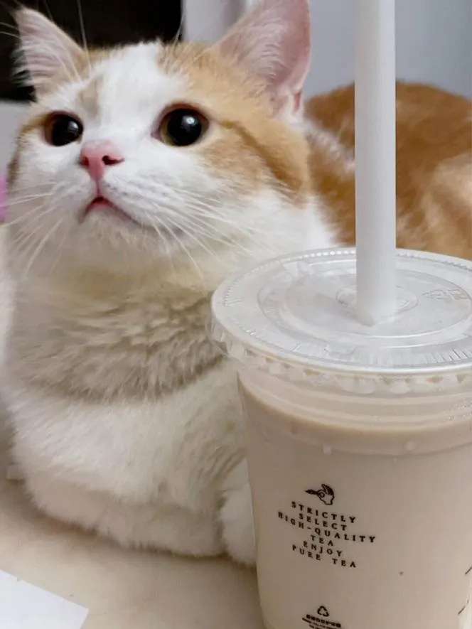 What Fruits and Vegetables Can Cats Eat? A Complete Safety Guide