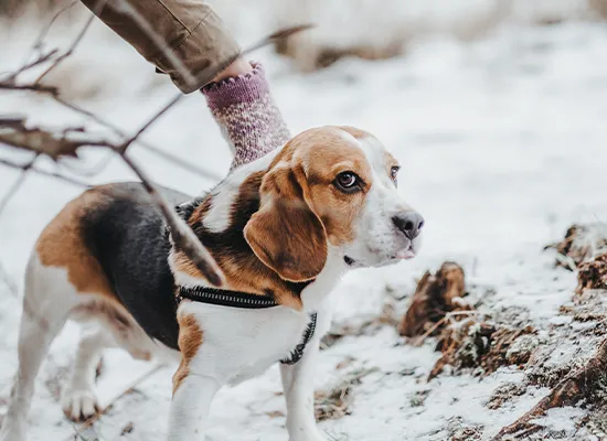Dachshund Cold Weather Health Tips: Step-by-Step Guide