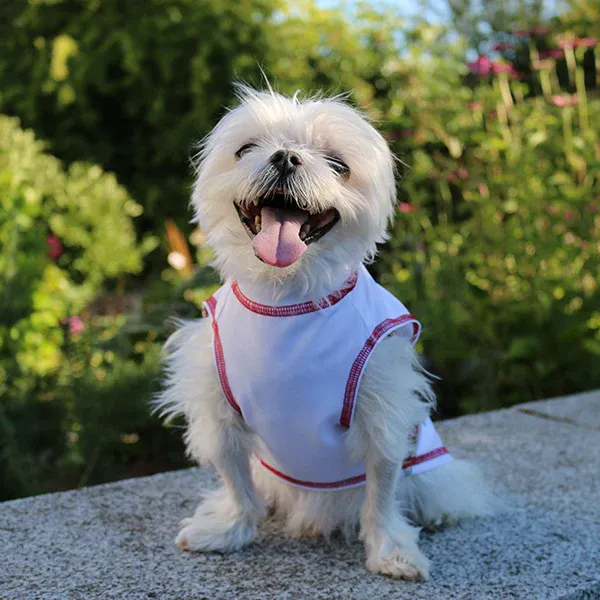 How Cooling Shirts for Dogs Reduce Heat Stress