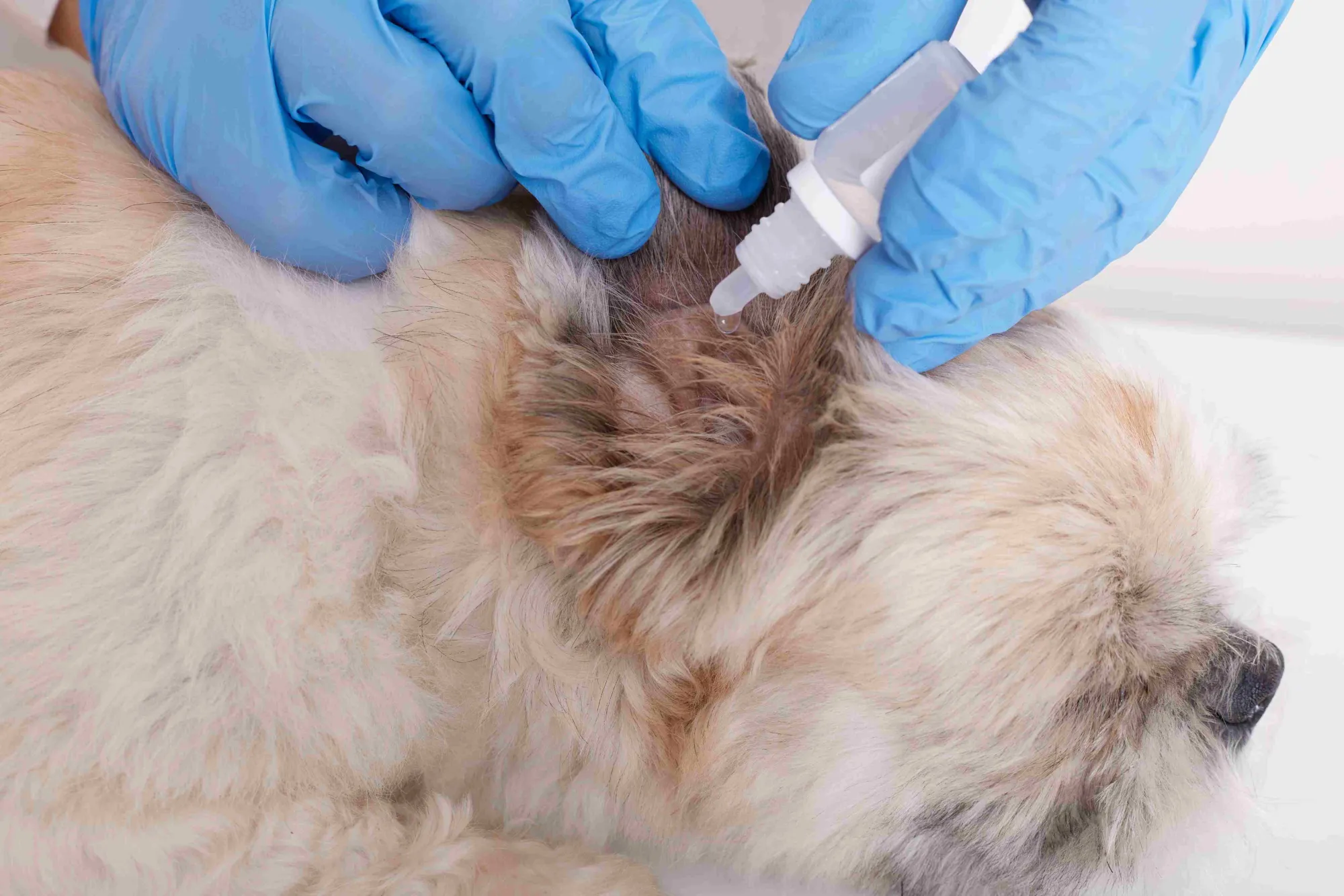 Common Medical and Behavioral Causes of Shaking in Dogs