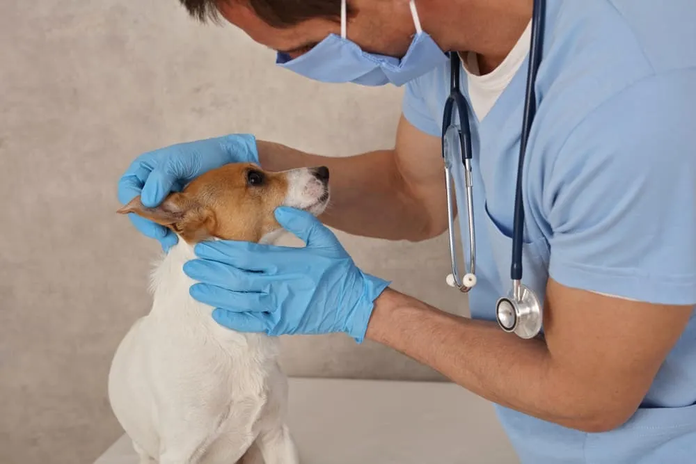 Common Medical and Behavioral Causes of Shaking in Dogs
