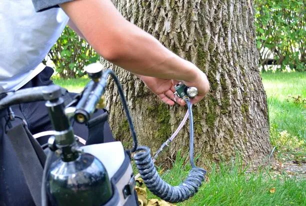 Best Timing for Elm Leaf Beetle Tree Injections in Australia